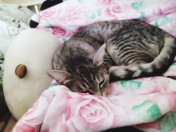 Close-up of cat sleeping on bed