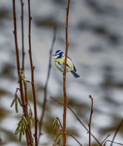Close-up of bird perching on branch