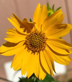 Close-up of yellow sunflower