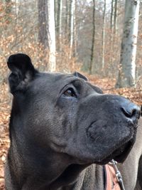 Close-up portrait of dog