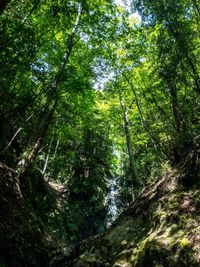 Low angle view of trees in forest