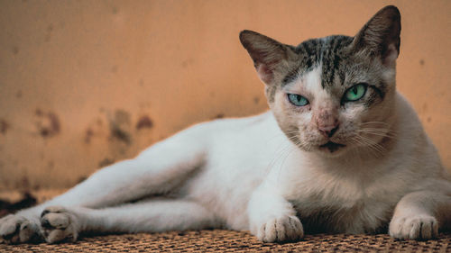 Portrait of cat relaxing outdoors