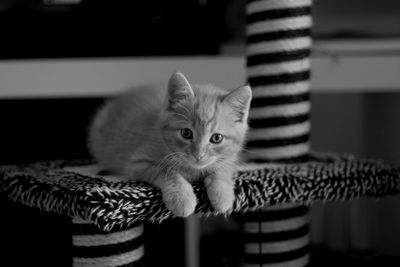 Portrait of kitten at home