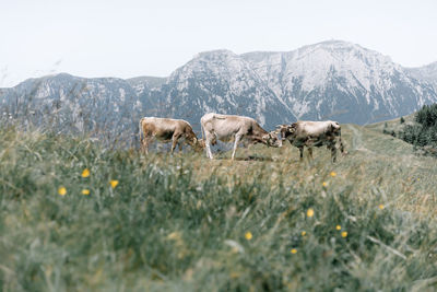 Her of cows in a field against mountains
