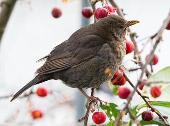 Close-up of bird perching on tree