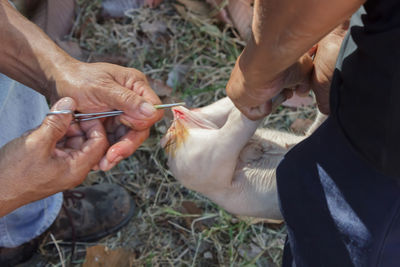 Close-up of hand holding pig