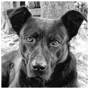 Close-up portrait of a dog