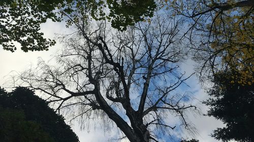 Low angle view of trees