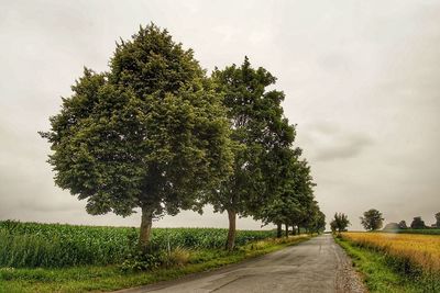 Trees on field against sky