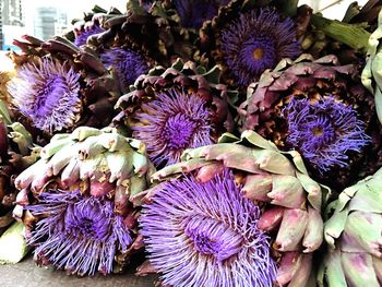 Close-up of purple flowers