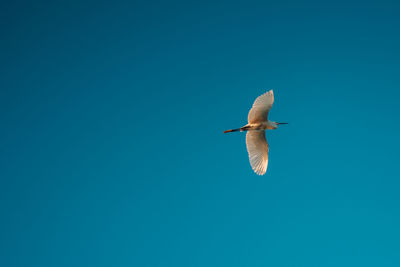 Low angle view of bird flying against clear blue sky