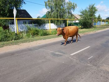 Horse walking on road