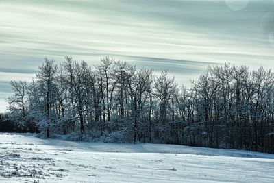 Bare trees on snow covered landscape