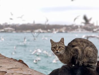 Cat looking at sea shore