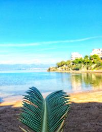 Close-up of plants by sea against blue sky