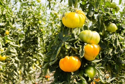 Close-up of oranges growing on plant