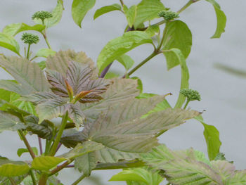 Close-up of plant with water drops