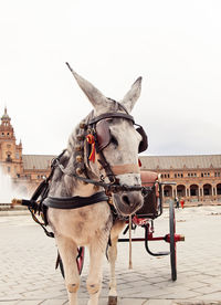 Horse standing in a front of a building