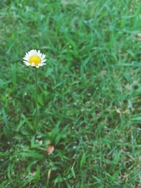 Close-up of flowers blooming on field