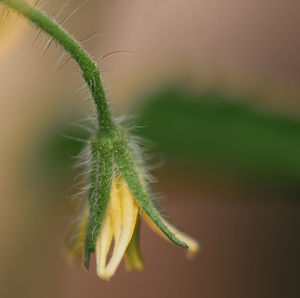 Close-up of plant