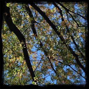 Low angle view of trees