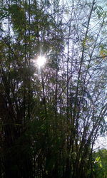 Low angle view of trees against sky