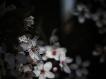 Close-up of white cherry blossom