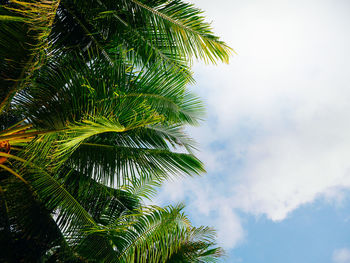 Low angle view of palm tree against sky