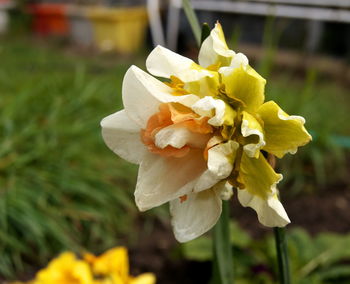 Close-up of yellow flower blooming outdoors