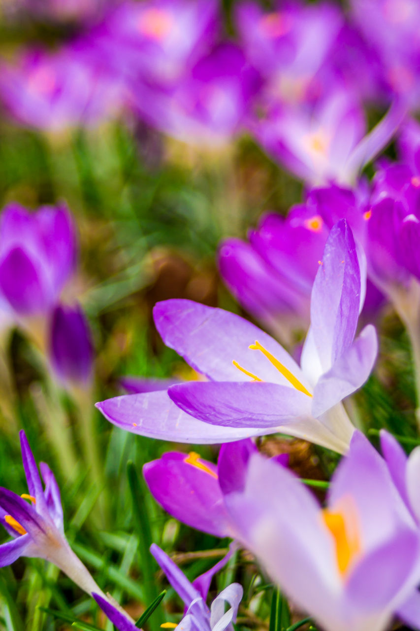 CLOSE-UP OF PURPLE CROCUS