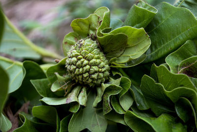 Close-up of fresh green leaves