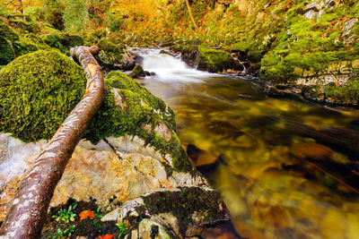 Scenic view of stream flowing amidst trees in forest