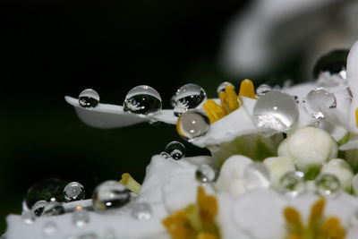 Close-up of water drops on table against black background