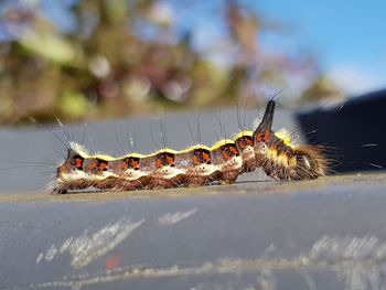 Close-up of caterpillar 