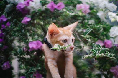 View of a cat looking up