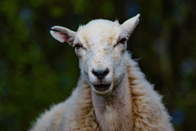 Close-up portrait of an animal on land