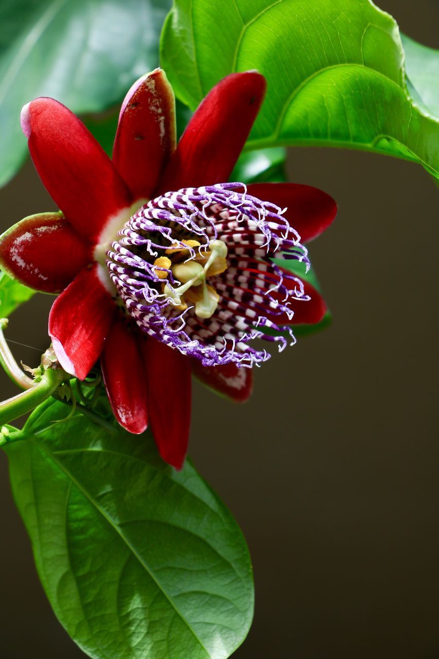 CLOSE-UP OF RED FLOWER