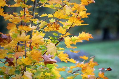 Close-up of tree during autumn