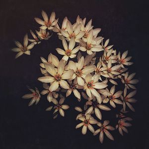 Close-up of flowers against black background