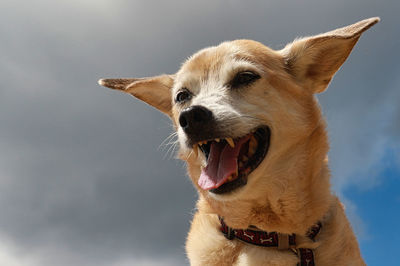 Close-up of a dog looking away