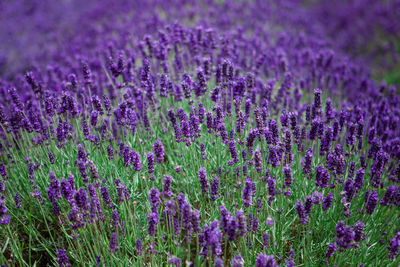 Purple flowering plants on field