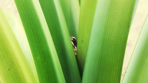 Close-up of frog on green leaf