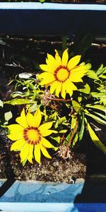 Close-up of yellow flowering plant floating on water