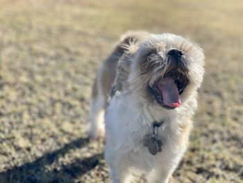 Big yawn, small dog