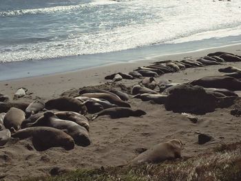 Scenic view of sea shore