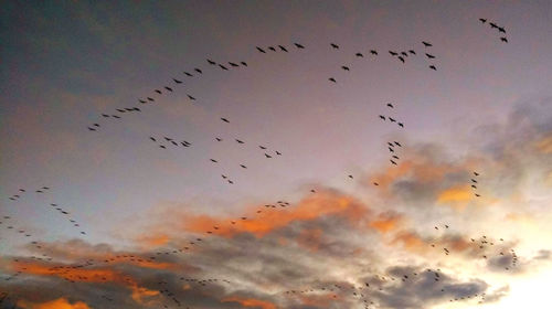 Flock of birds flying against sky during sunset