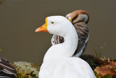 Close-up of swan