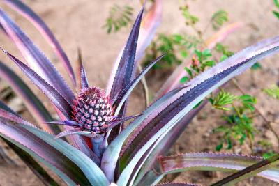 Close-up of purple flowering plant