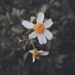 Close-up of white flowering plant