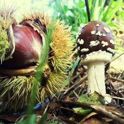 Close-up of mushroom growing on field